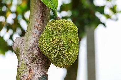 国产好评佳作《学园构想家》春节大更新 Steam史低!